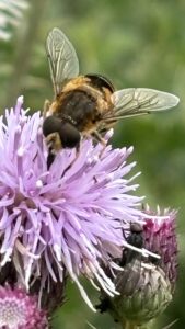 Bee on Thistle