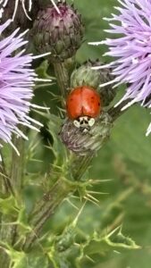 Ladybird on Thistle